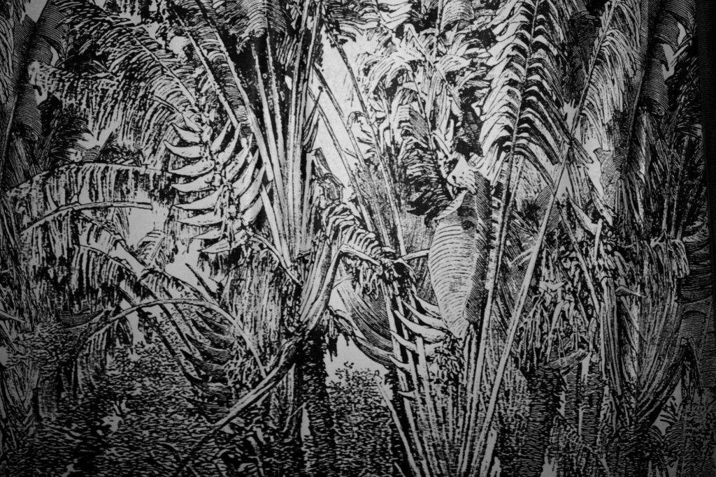 Papier peint panoramique à motif de jungle en noir et blanc